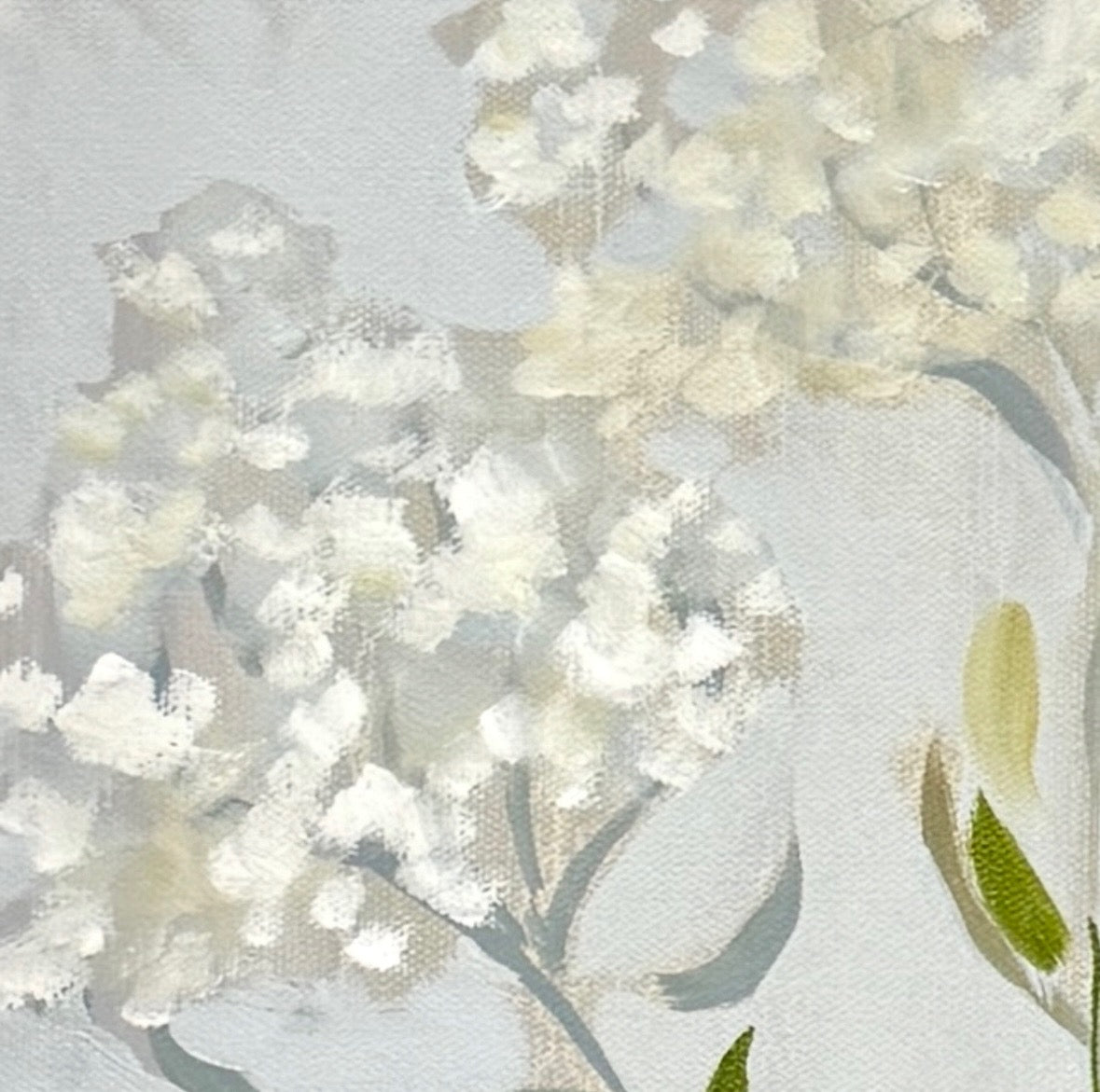 New Phlox
