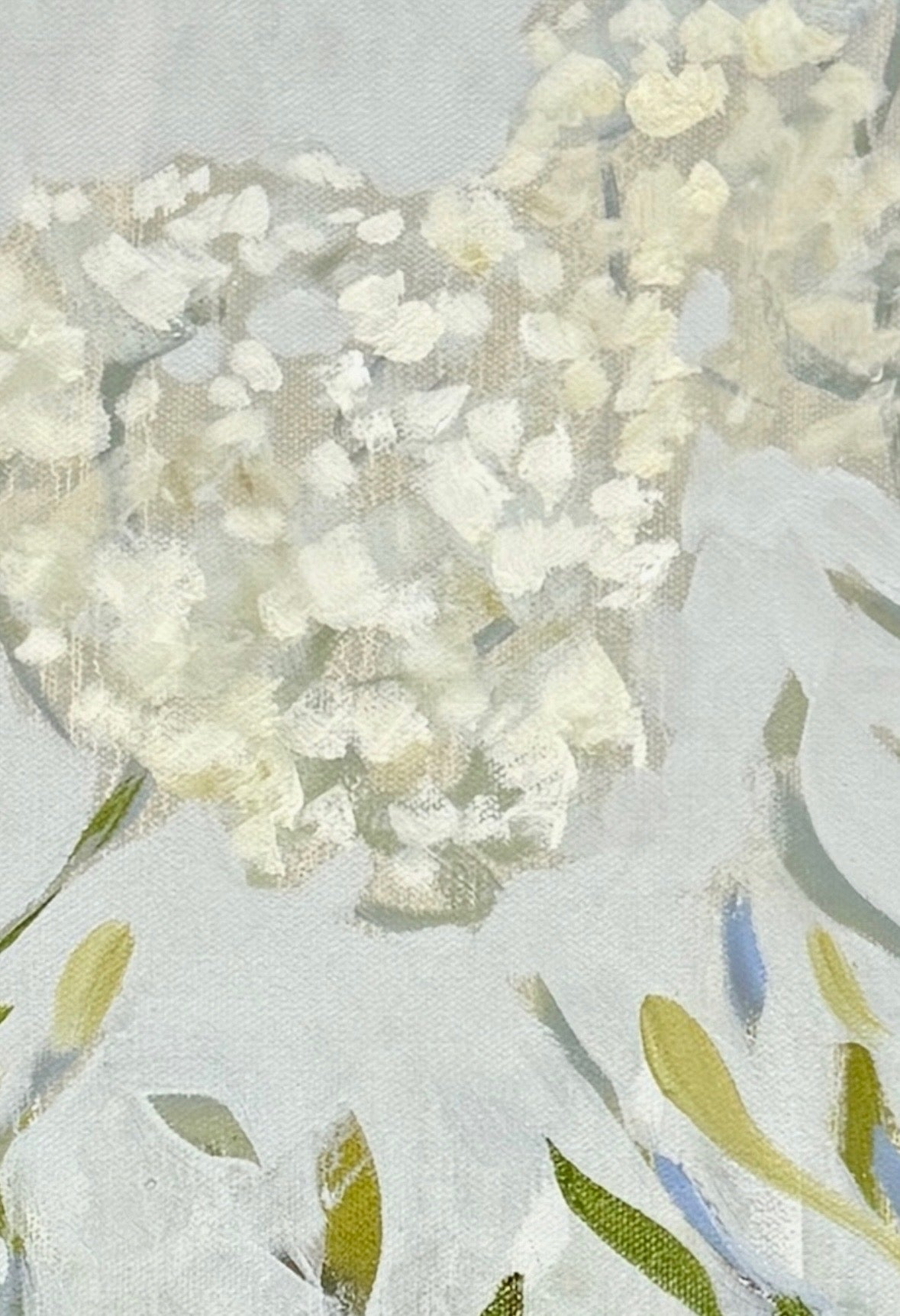 New Phlox